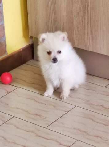 Cucciolo Spitz Toy maschio