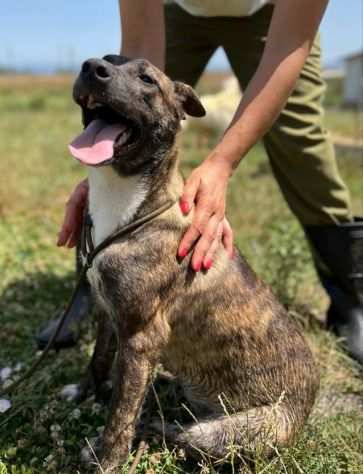 CUCCIOLONA IN ADOZIONE ZAIRA