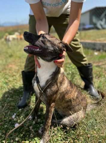 CUCCIOLONA IN ADOZIONE ZAIRA