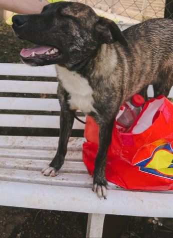 CUCCIOLONA IN ADOZIONE ZAIRA