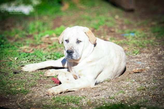 CUCCIOLONE BLANCO