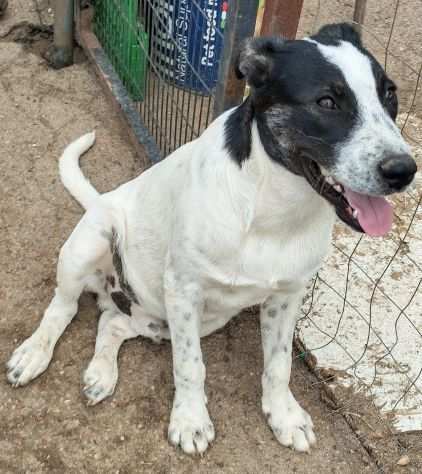 Cucciolone da sogno cerca ancora casa