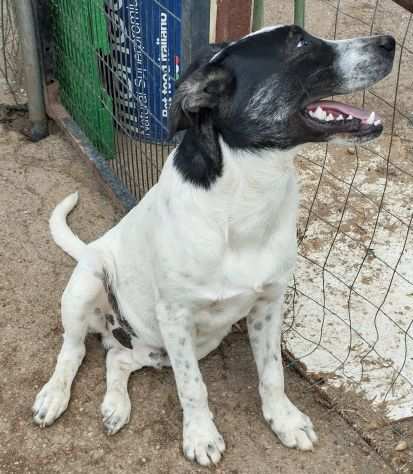 Cucciolone da sogno cerca ancora casa