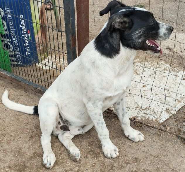 Cucciolone da sogno cerca ancora casa