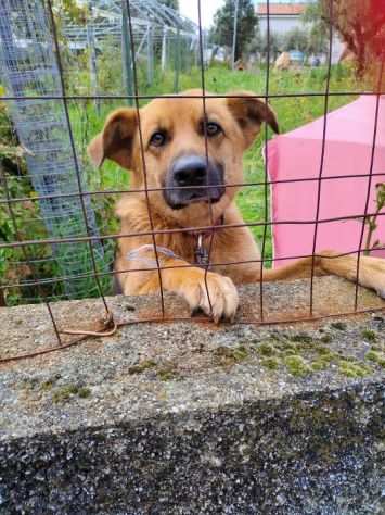 Cucciolone simil pastore tedesco urgente adozione