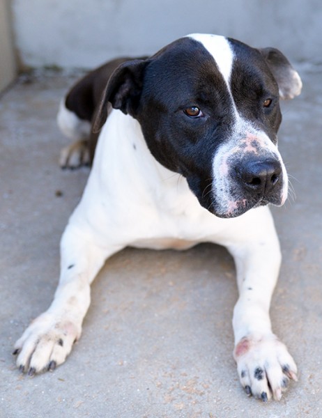 Princess stupenda amstaff in adozione