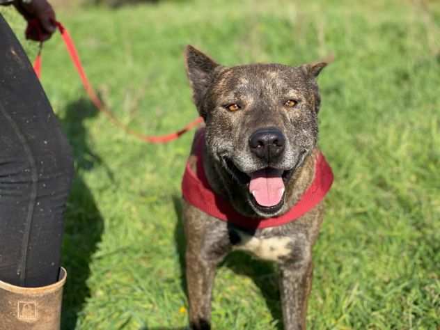 Dablo il dolce cagnolino in cerca di una famiglia