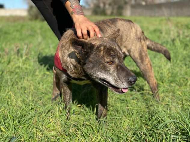 Dablo il dolce cagnolino in cerca di una famiglia