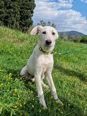 Dado, fantasticoo cucciolo senza casa