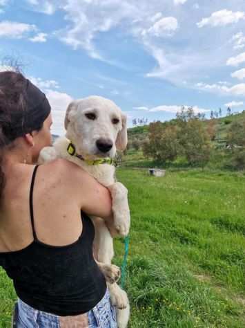 Dado, fantasticoo cucciolo senza casa