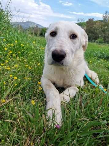 Dado, fantasticoo cucciolo senza casa