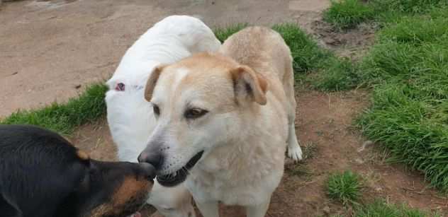 Dafne incrocio lupo cecoslovacco