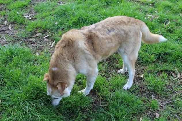 Dafne incrocio lupo cecoslovacco