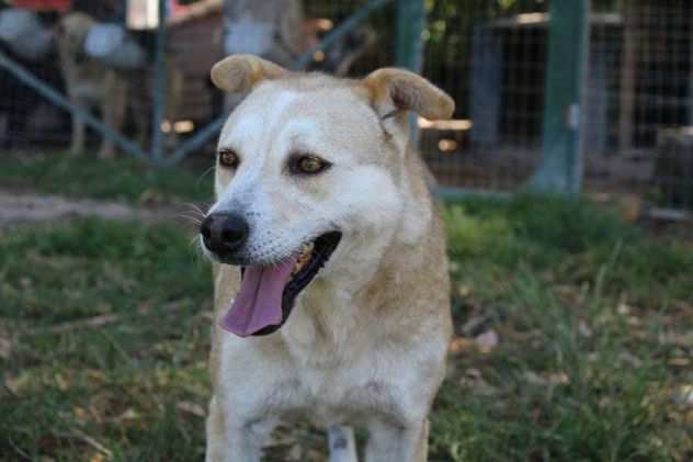 Dafne incrocio lupo cecoslovacco