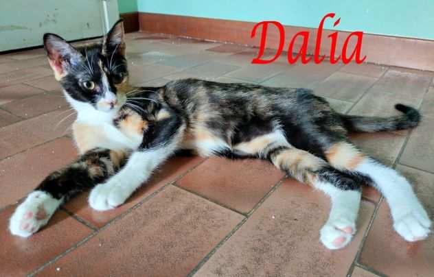 DALIA, adorabile gattina in adozione
