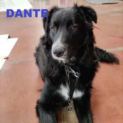 DANTE 1anno simil border affettuosissimo