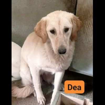 DEA GIOVANE E BELLISSIMA CAGNOLINA IN ADOZIONE