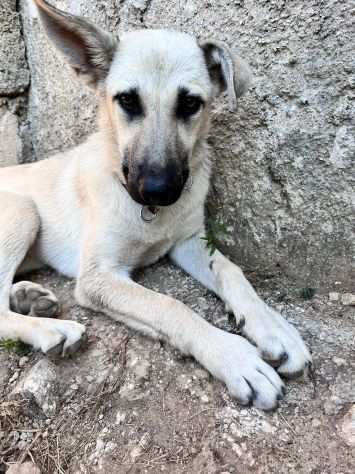 DEENA, dolce cucciola in adozione 