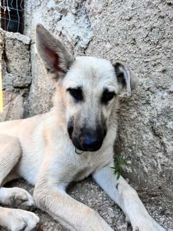 DEENA, dolce cucciola in adozione 