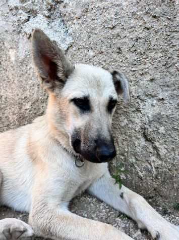 DEENA, dolce cucciola in adozione 