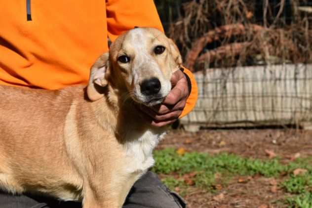 DENISSE, CUCCIOLINA METICCETTA, BUONA, SOCIEVOLE, COMPATIBILE CON ALTRI CANI