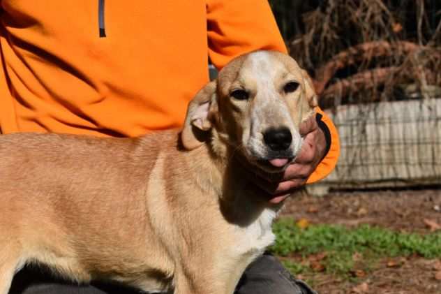 DENISSE, CUCCIOLINA METICCETTA, BUONA, SOCIEVOLE, COMPATIBILE CON ALTRI CANI