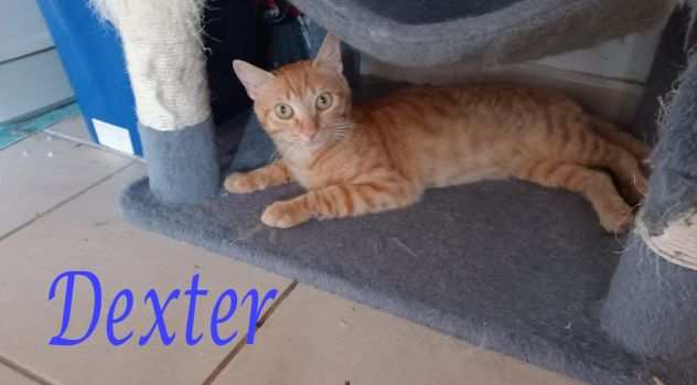 DEXTER, affettuoso gatto rosso in adozione