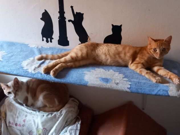 DEXTER, affettuoso gatto rosso in adozione