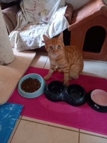 DEXTER, affettuoso gatto rosso in adozione