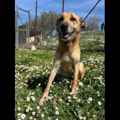 DIDONE CAGNOLINA IN ADOZIONE