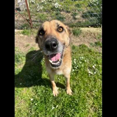 DIDONE CAGNOLINA IN ADOZIONE