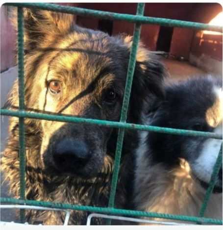 Diego 2anni,mesi in balcone, poi il canile.NAPOLI