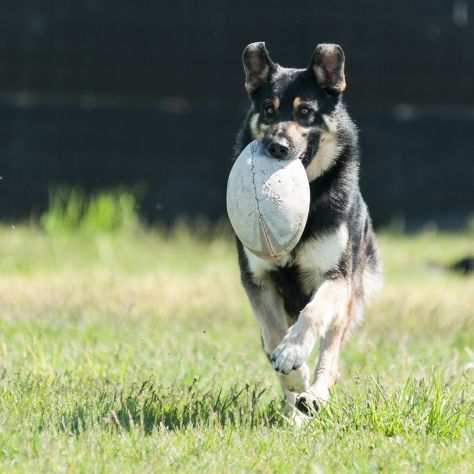 DIMENTICATO DA TUTTI, LUPOIDE INCR., 3 ANNI, BRUCE, SU DI LUI Egrave CALATO IL BUIO