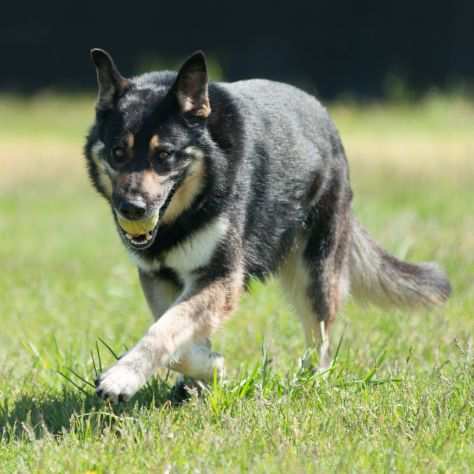 DIMENTICATO DA TUTTI, LUPOIDE INCR., 3 ANNI, BRUCE, SU DI LUI Egrave CALATO IL BUIO