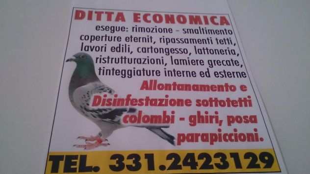 Disinfestazione sottotetti colombi.