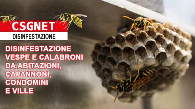 Disinfestazione vespe e calabroni in Calabria
