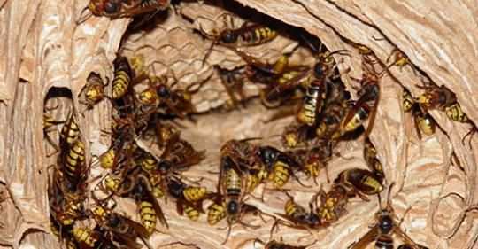 Disinfestazione vespe e calabroni in Calabria