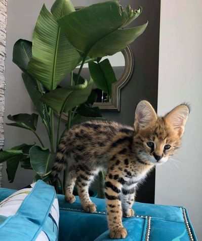 Disponiamo di Gattini Serval amp Savannah