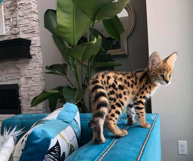 Disponiamo di Gattini Serval amp Savannah