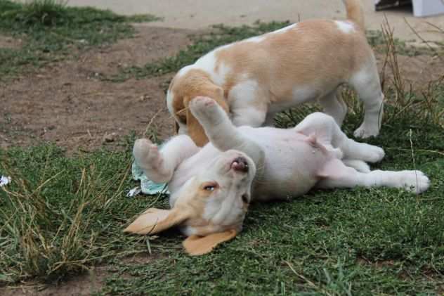 Disponibile cucciola di Beagle