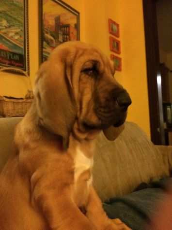 Disponibili cuccioli bloodhound
