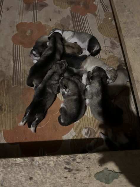 Disponibili cuccioli di Alaskan malamute