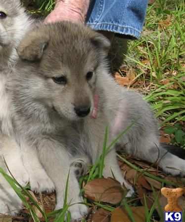 Disponibili cuccioli di CANE LUPO CECOSLOVACCO