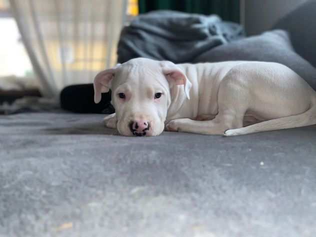 Disponibili Cuccioli di dogo Argentino