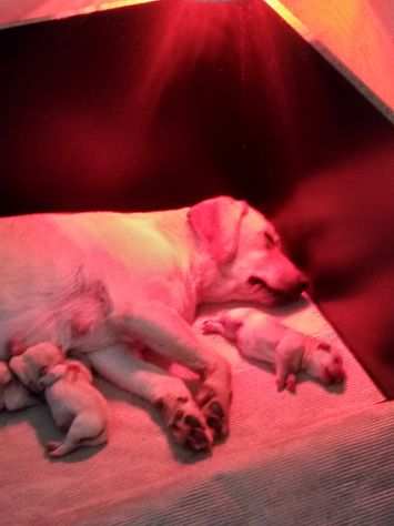 Disponibili Cuccioli Di Labrador Retriever Gialli