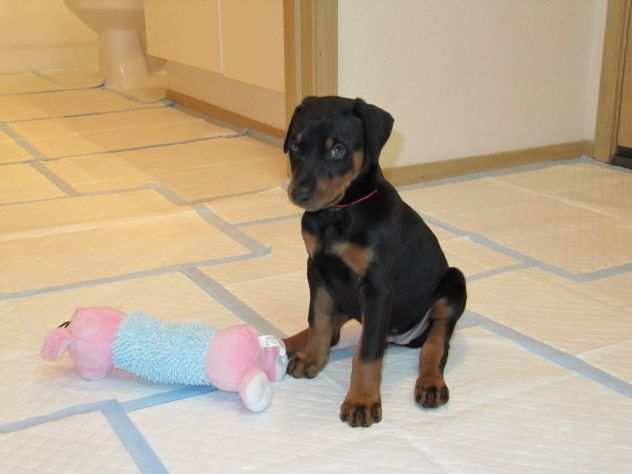 Disponibili cuccioli Doberman con pedigree