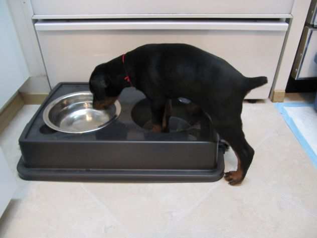 Disponibili cuccioli Doberman con pedigree