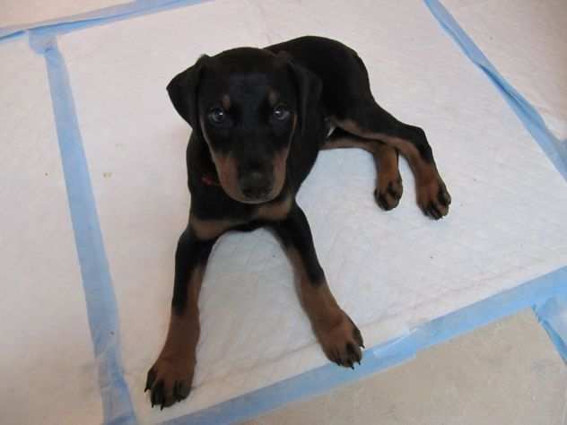 Disponibili cuccioli Doberman con pedigree