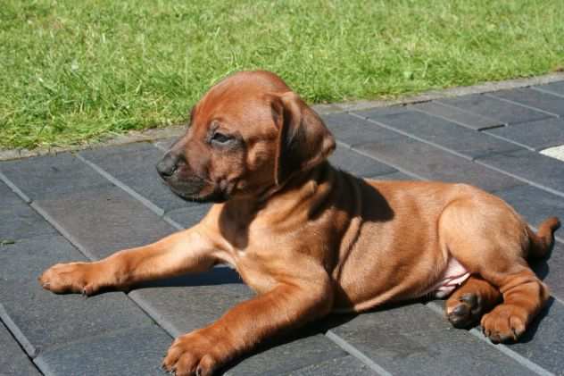 Disponibili cuccioli Rhodesian Ridgeback con pedigree