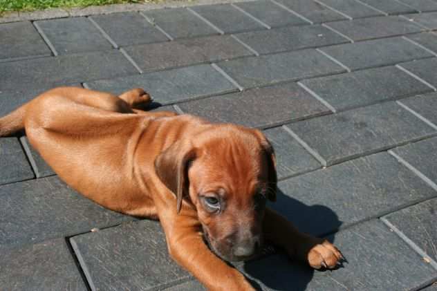 Disponibili cuccioli Rhodesian Ridgeback con pedigree